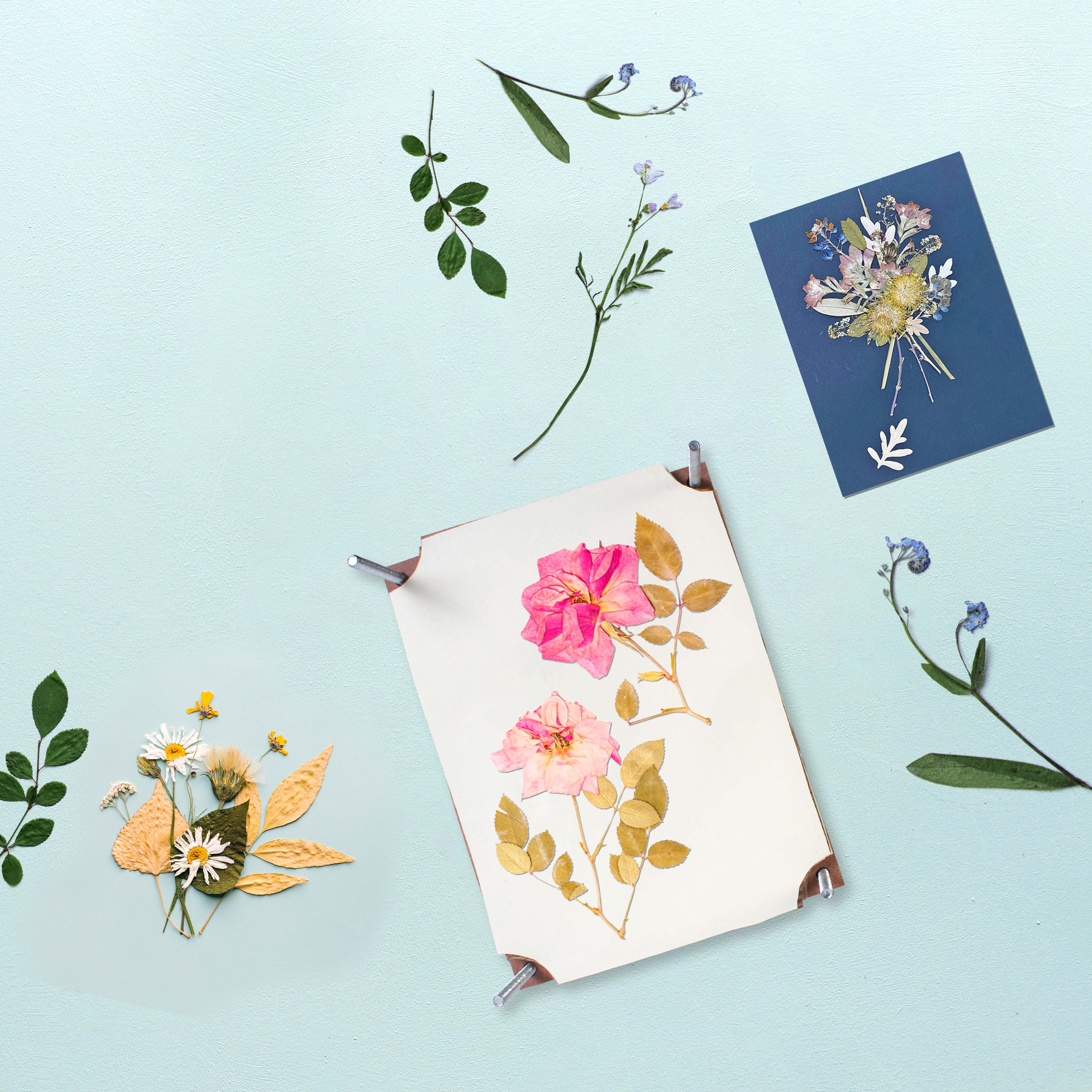 Diy Pressed Flower Art Kit 1pc Box