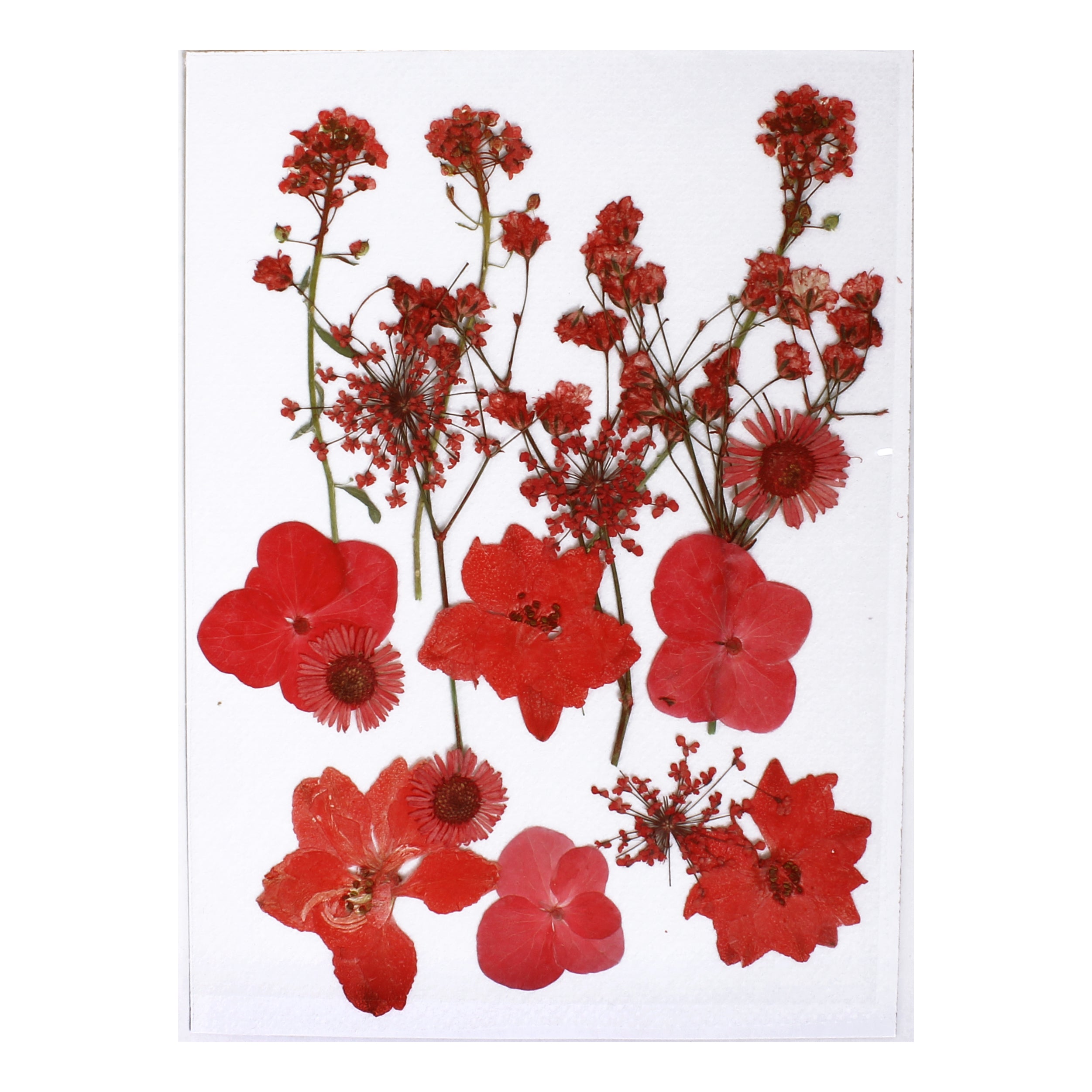 Assorted Natural Dried Pressed Flowers Ruby Flora 18Pc Pouch Ib