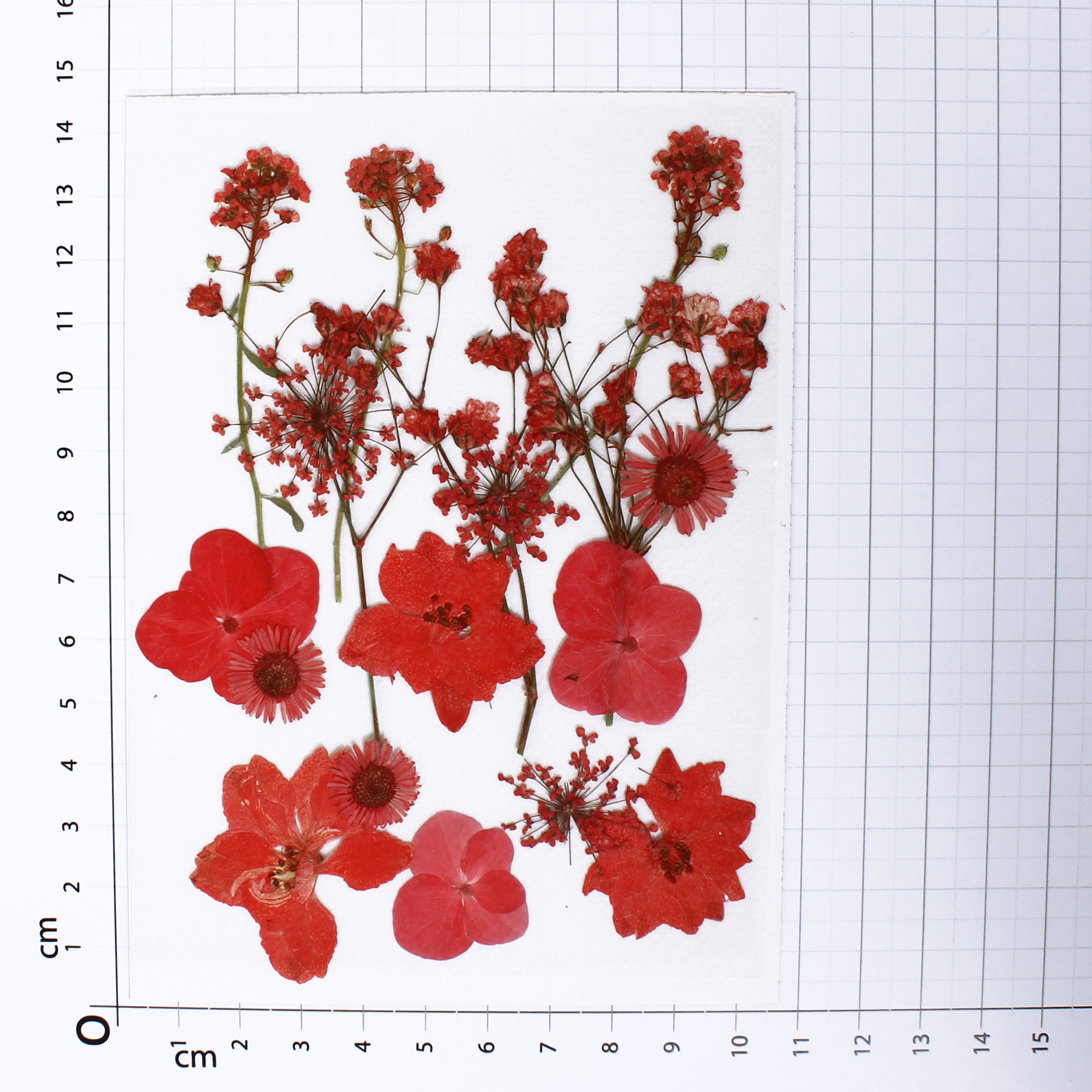 Assorted Natural Dried Pressed Flowers Ruby Flora 18Pc Pouch Ib