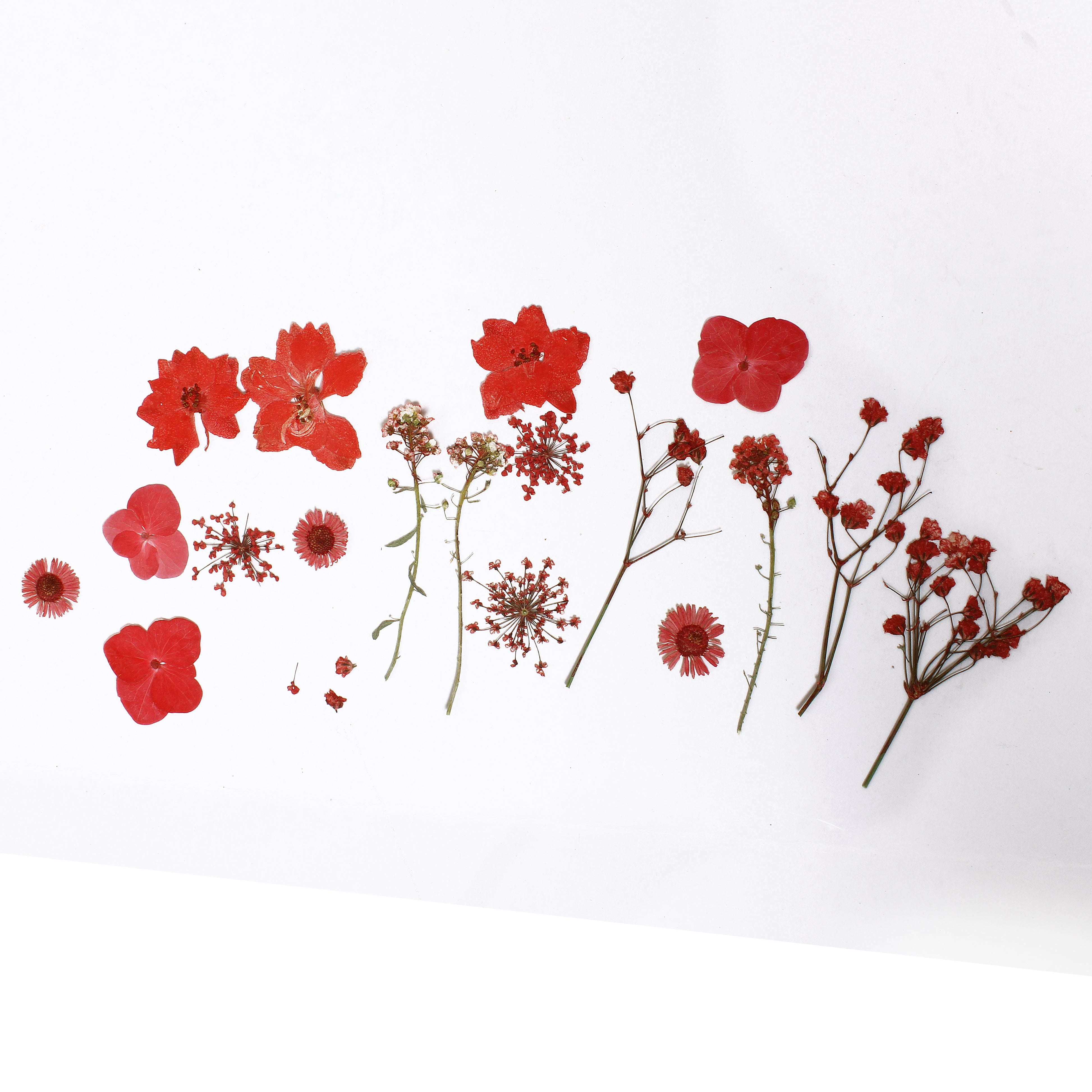 Assorted Natural Dried Pressed Flowers Ruby Flora 18Pc Pouch Ib