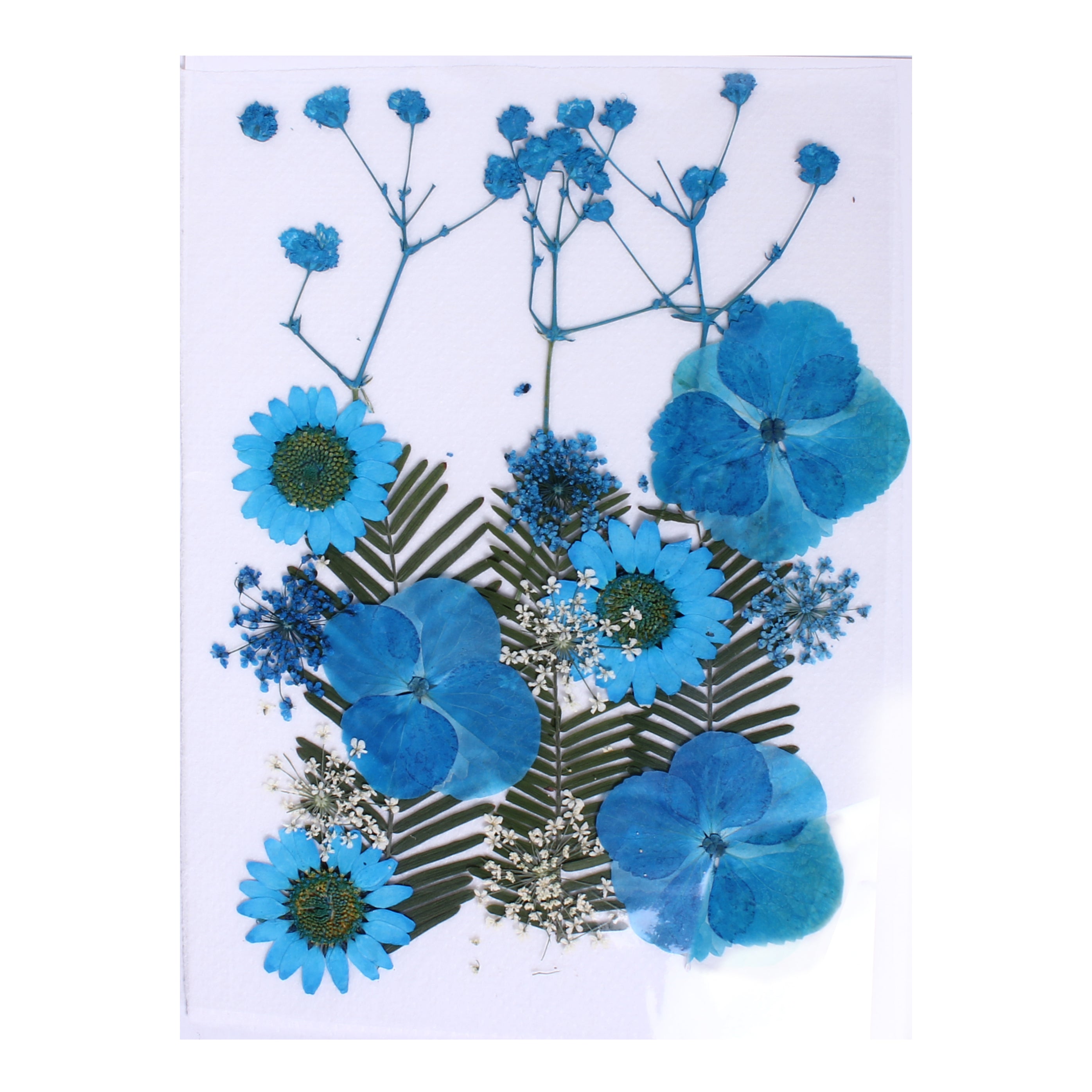 Assorted Natural Dried Pressed Flowers Aqua Blooms 18Pc Pouch Ib