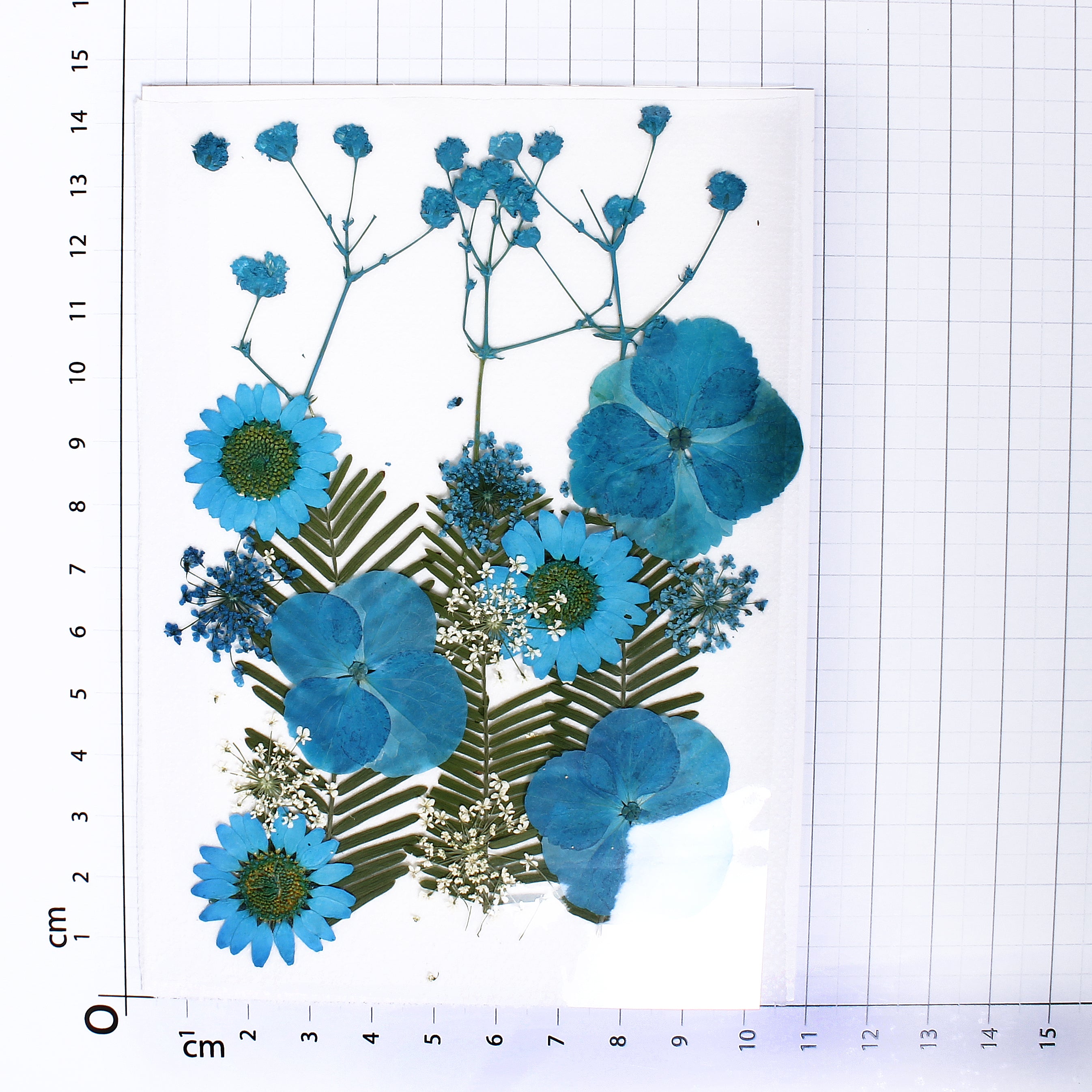 Assorted Natural Dried Pressed Flowers Aqua Blooms 18Pc Pouch Ib