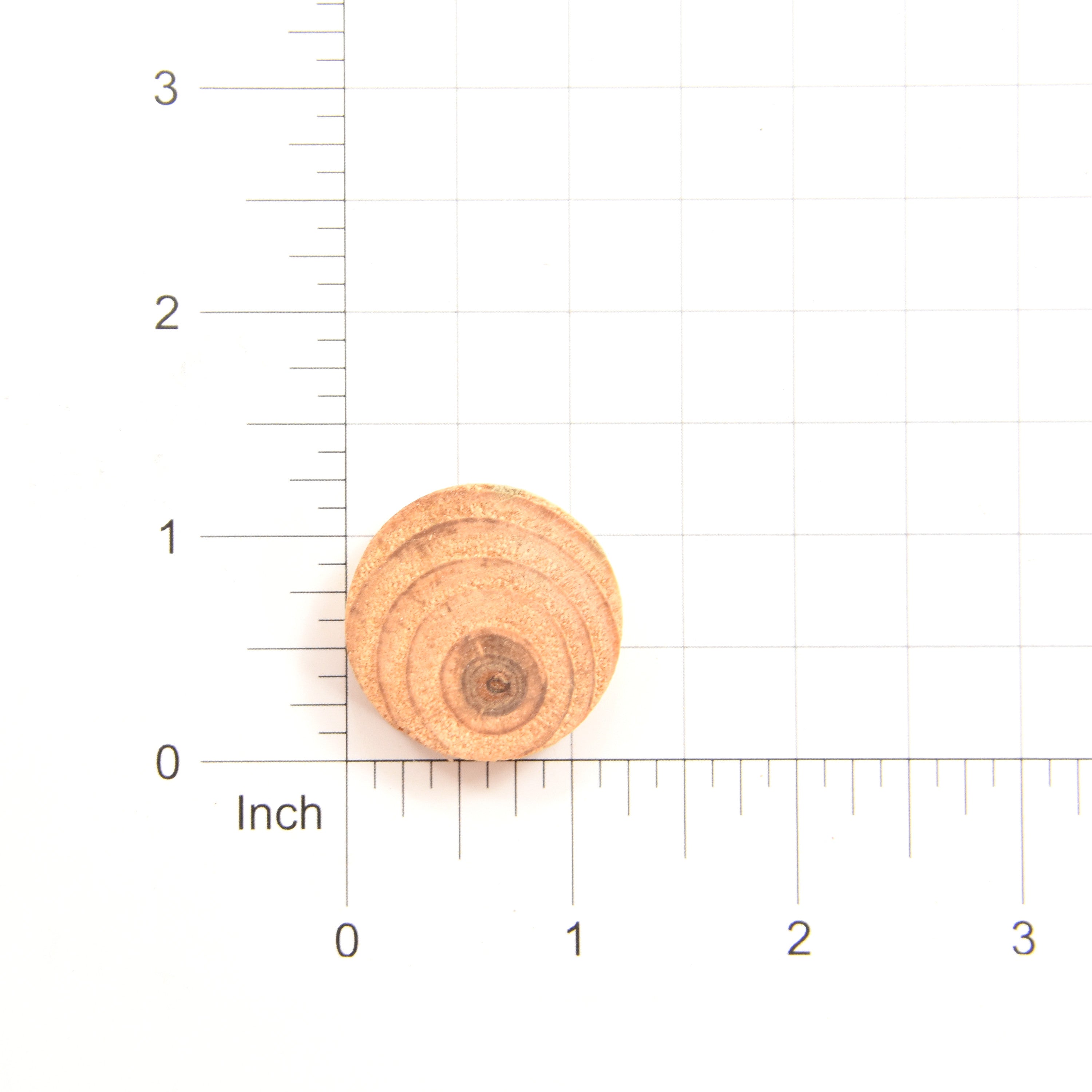 Wooden Slice - 1, 50gm