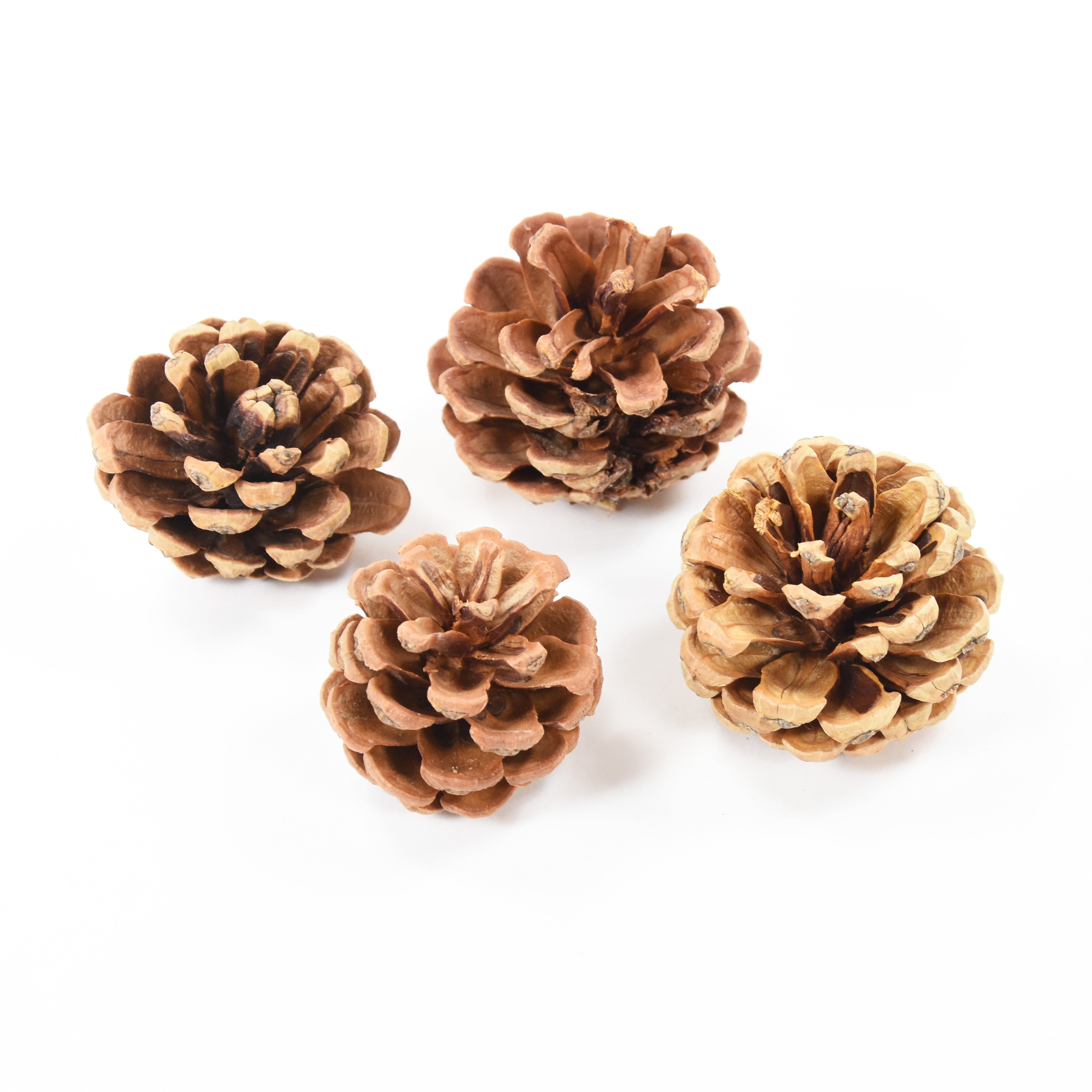 Pine Cone - 2, 4Pc
