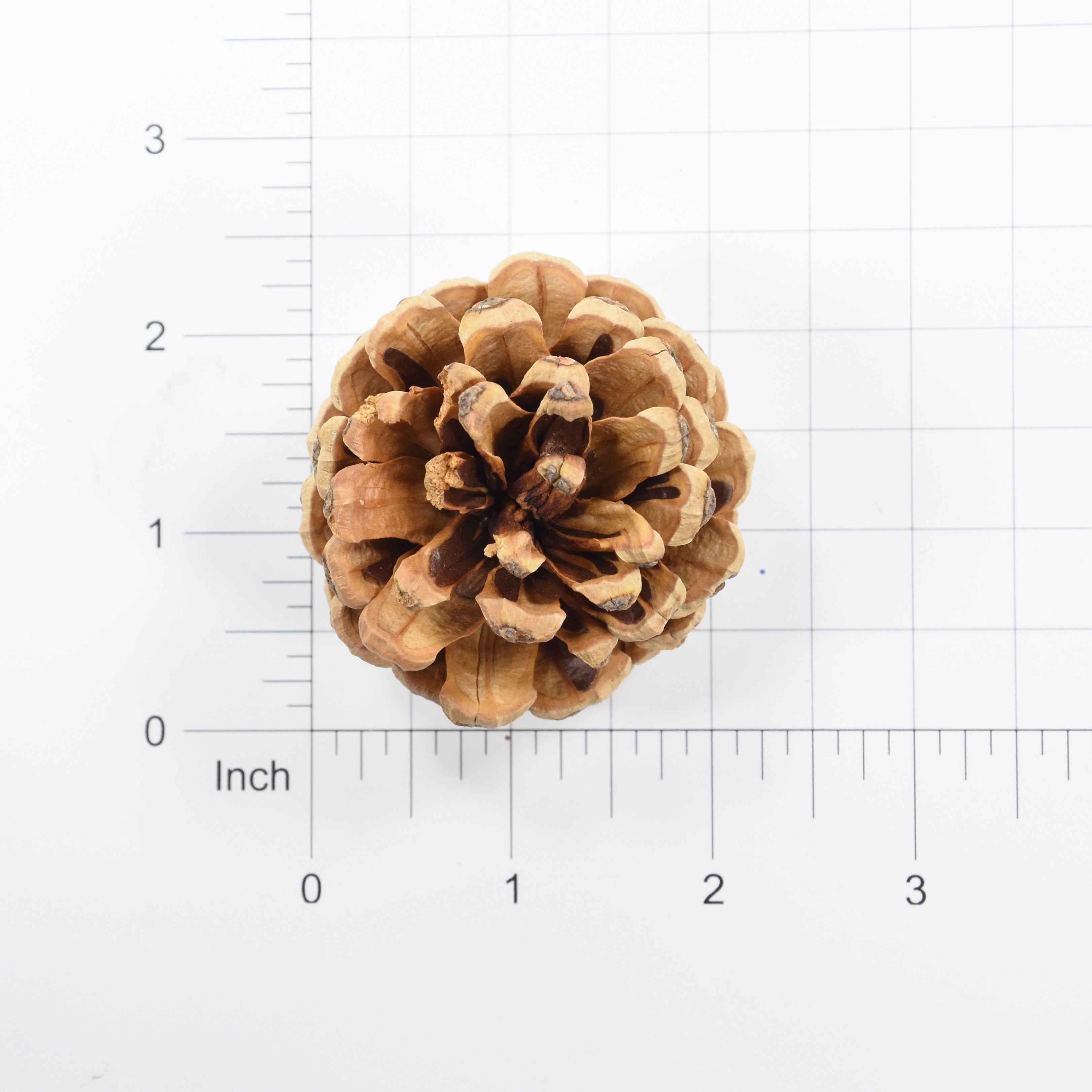 Pine Cone - 2, 4Pc
