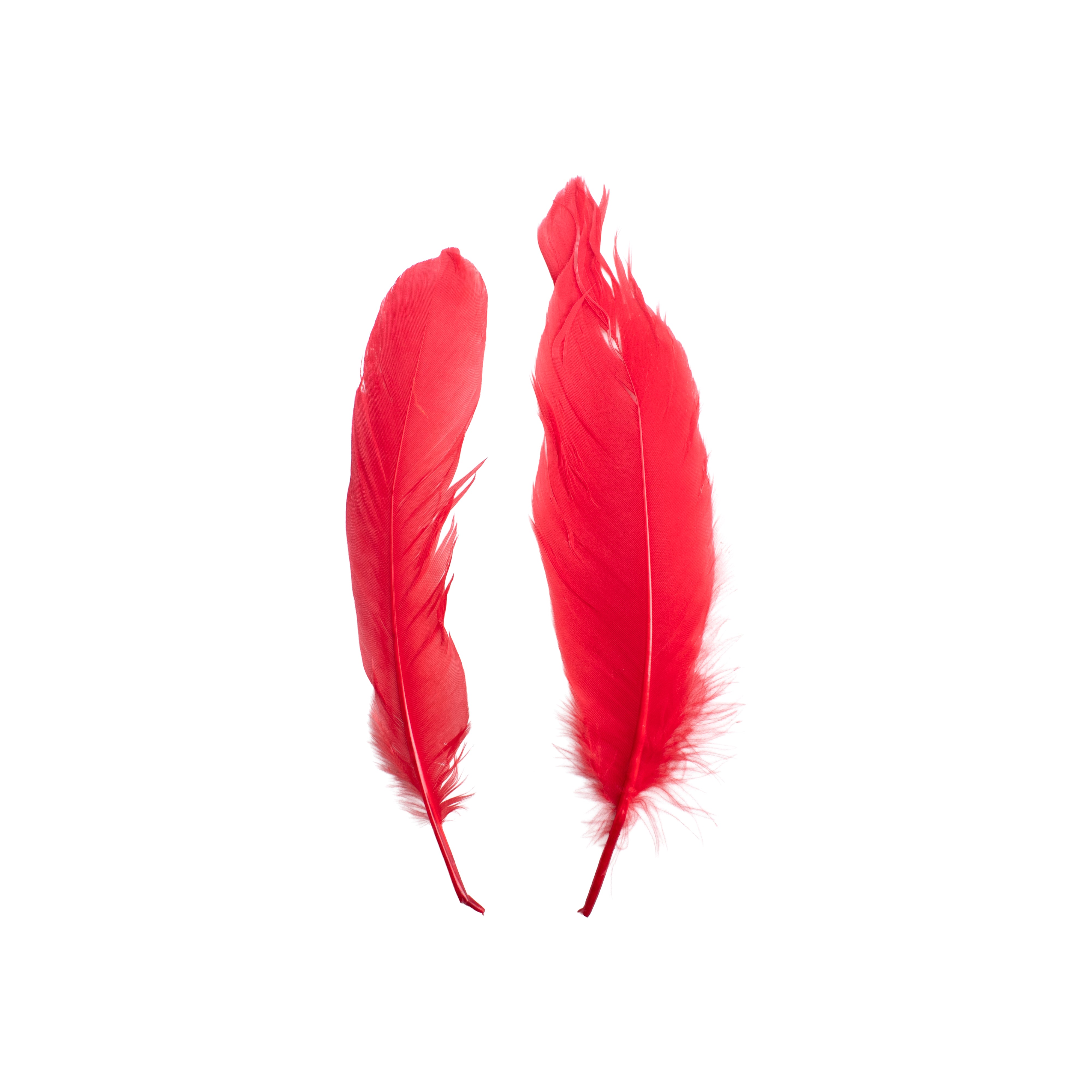 Duck Feathers Bright 10 to 15cm 20pc