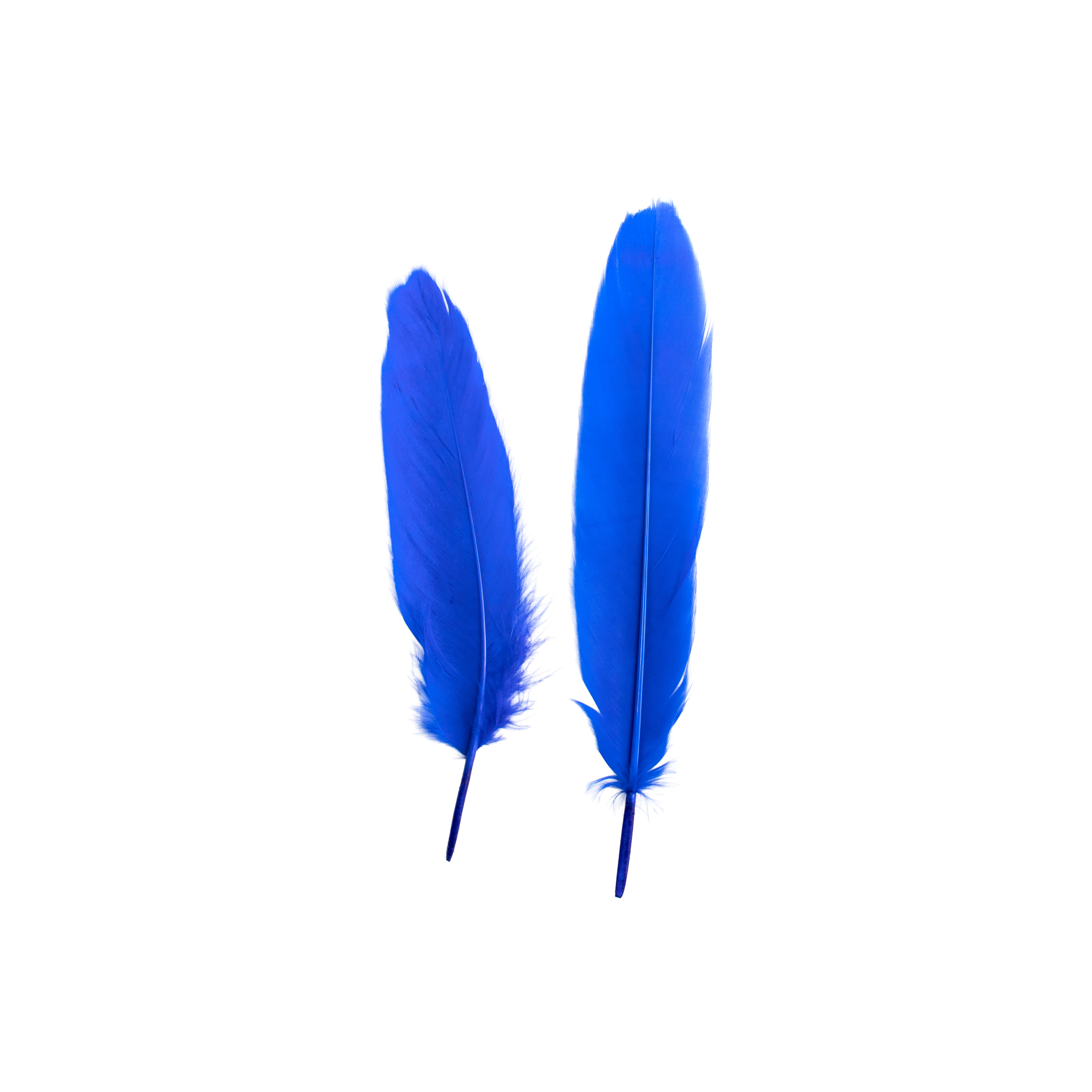 Duck Feathers Bright 10 to 15cm 20pc