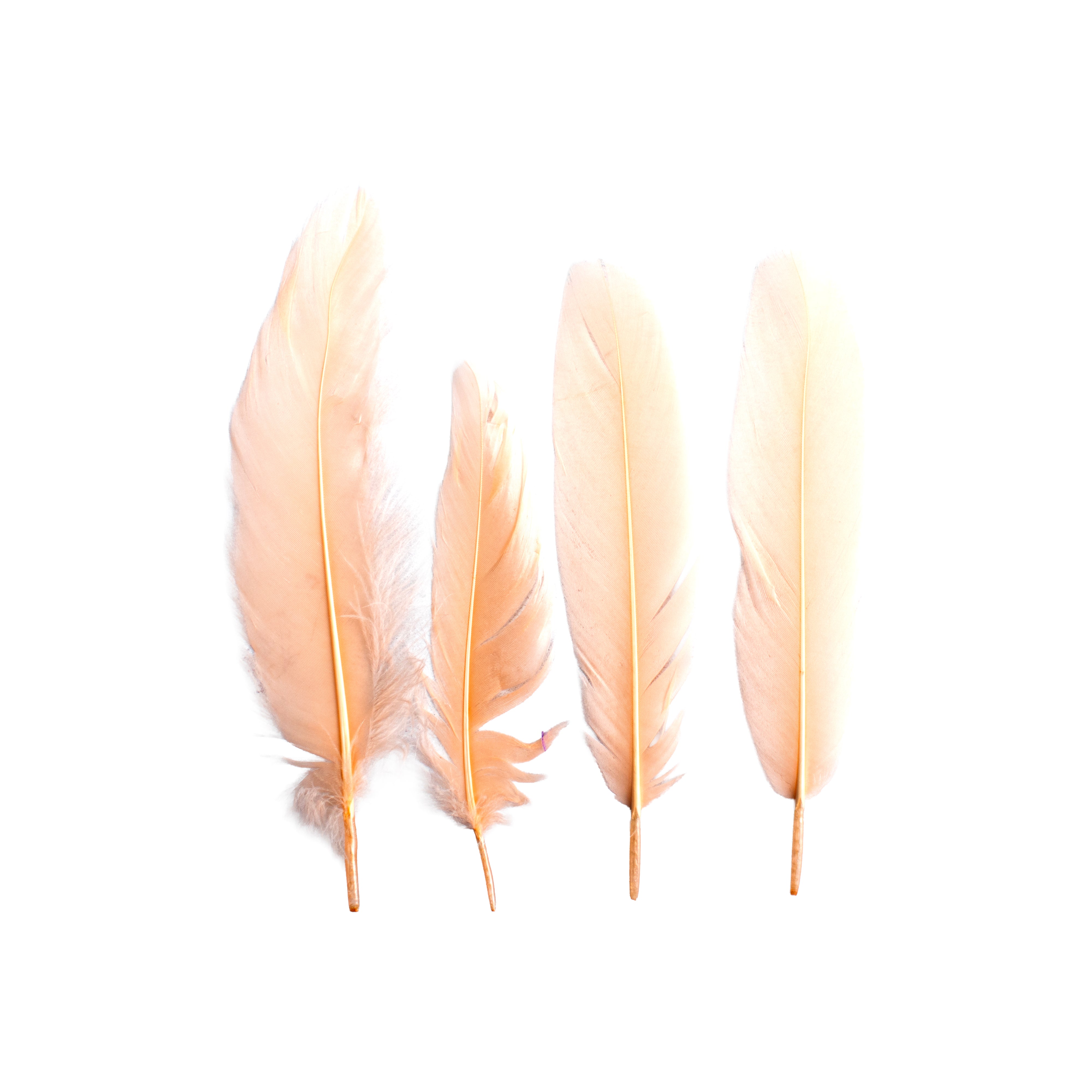 Duck Feathers Pastel 10 to 15cm 20pc