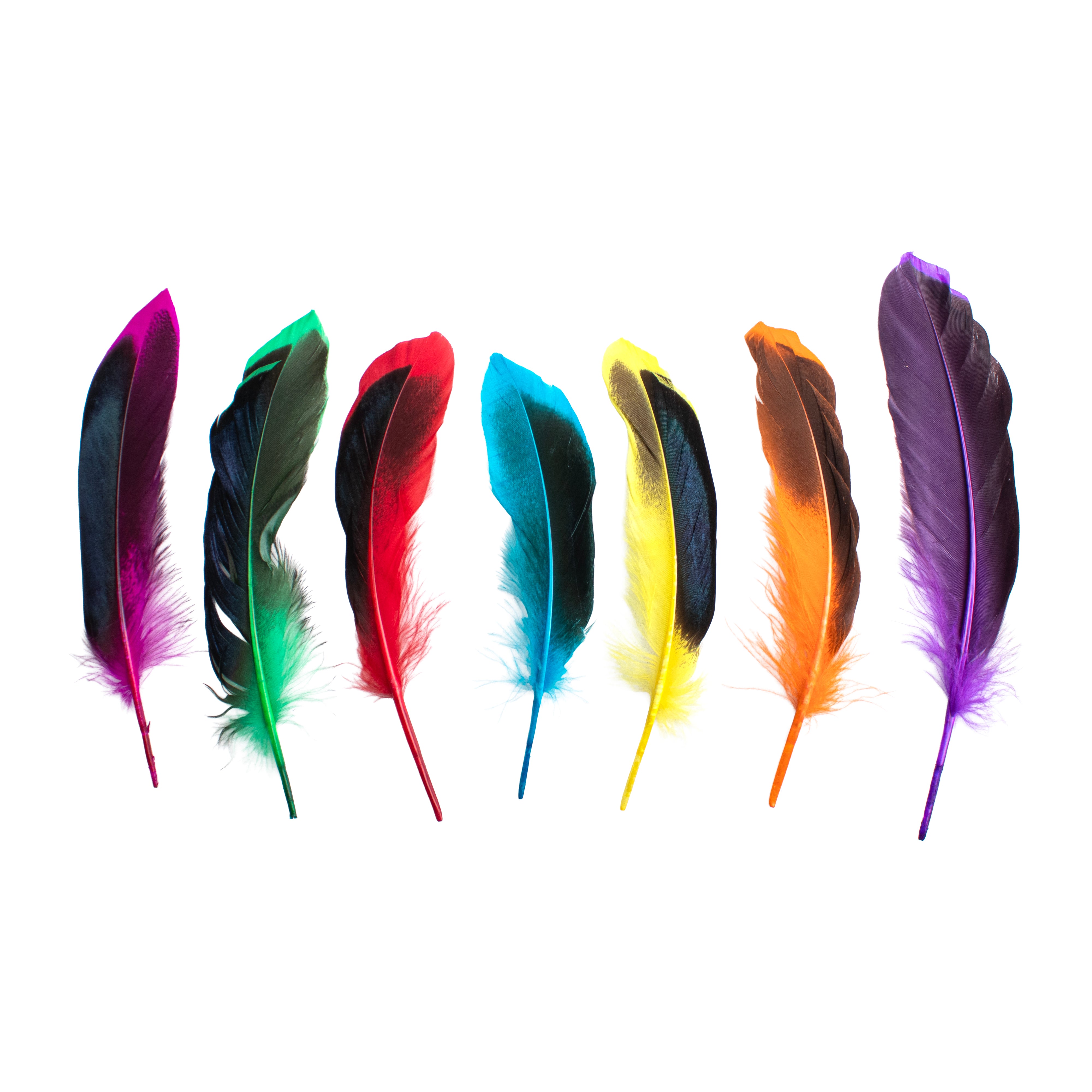 Duck Feathers Rainbow Black 10 to 15cm 20pc
