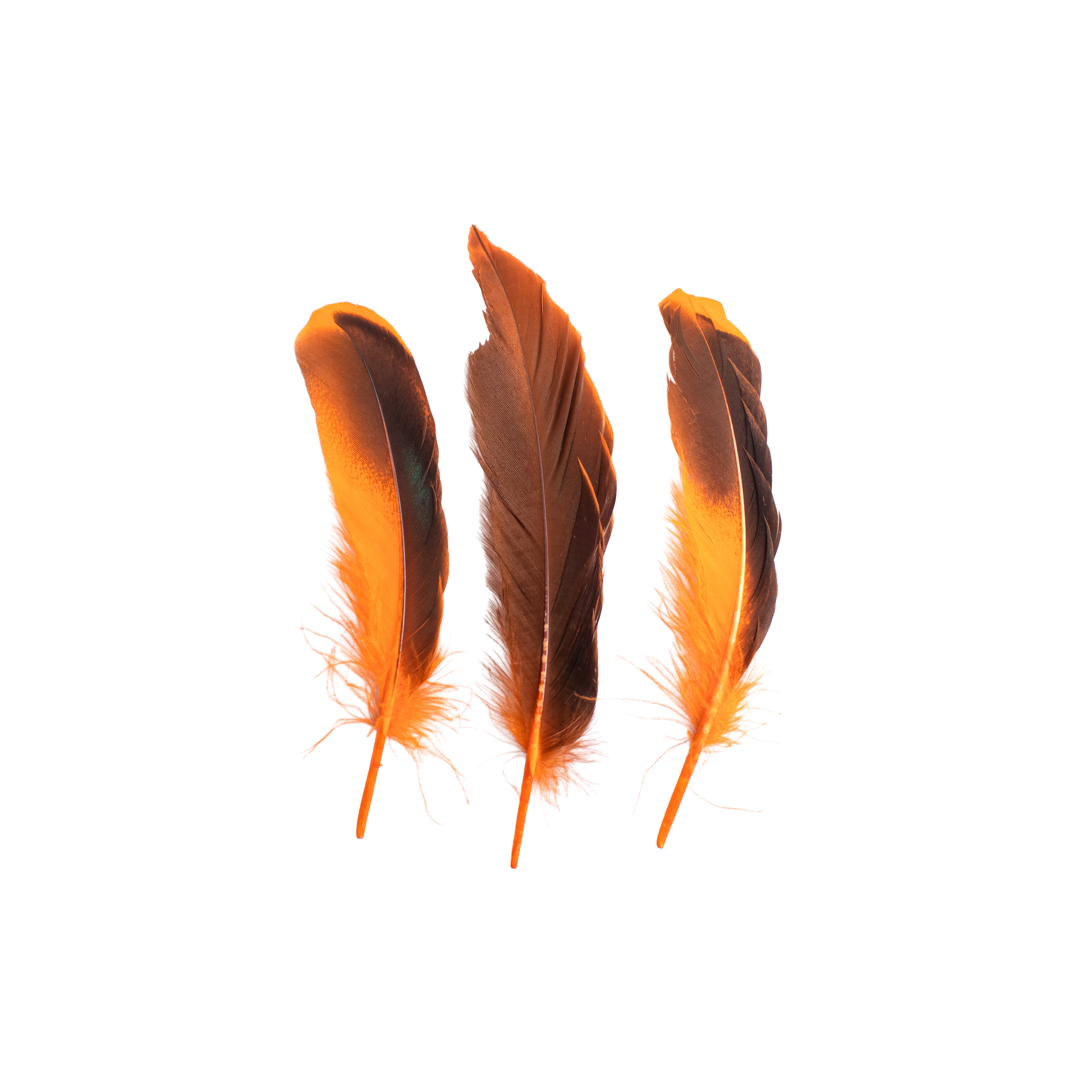 Duck Feathers Rainbow Black 10 to 15cm 20pc