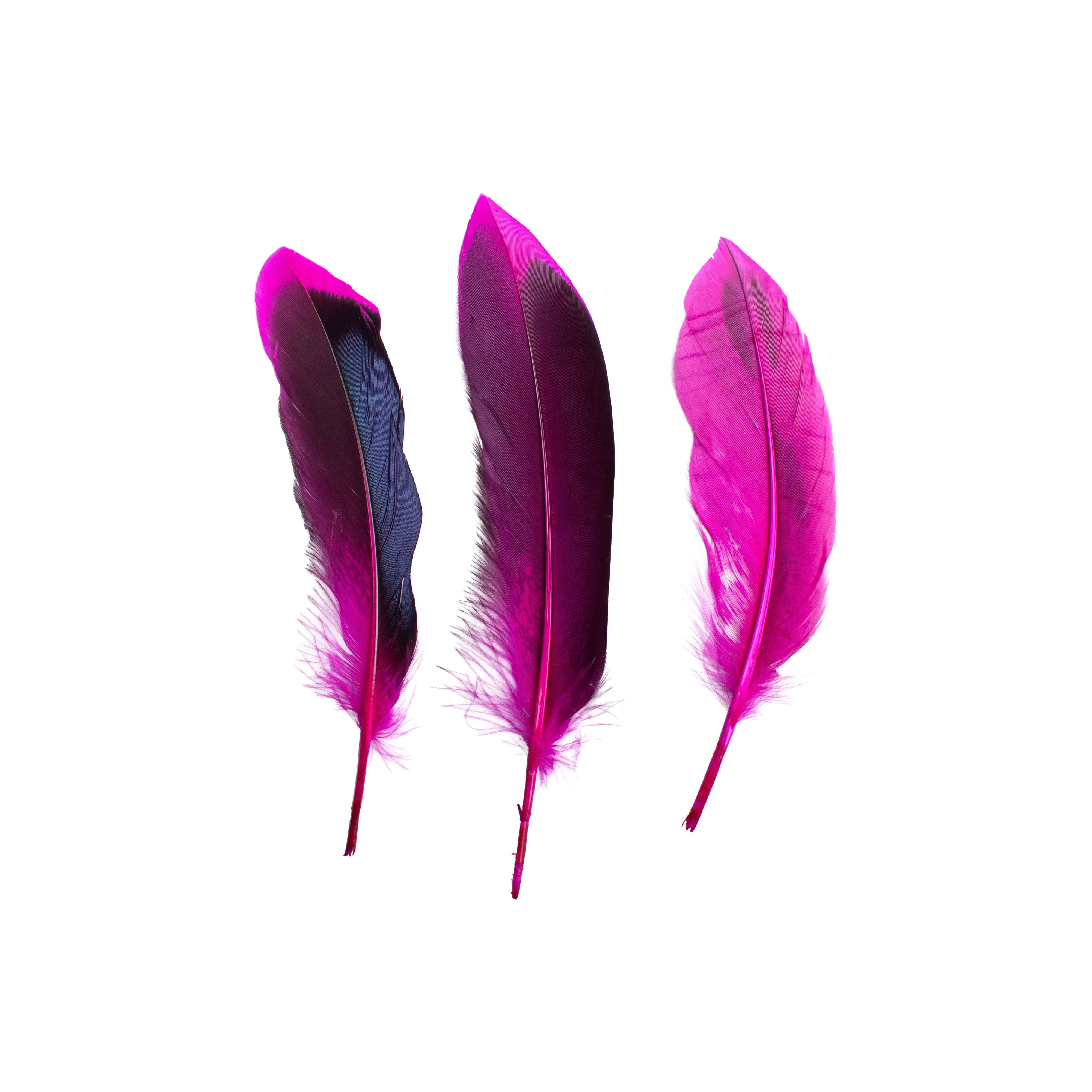 Duck Feathers Rainbow Black 10 to 15cm 20pc