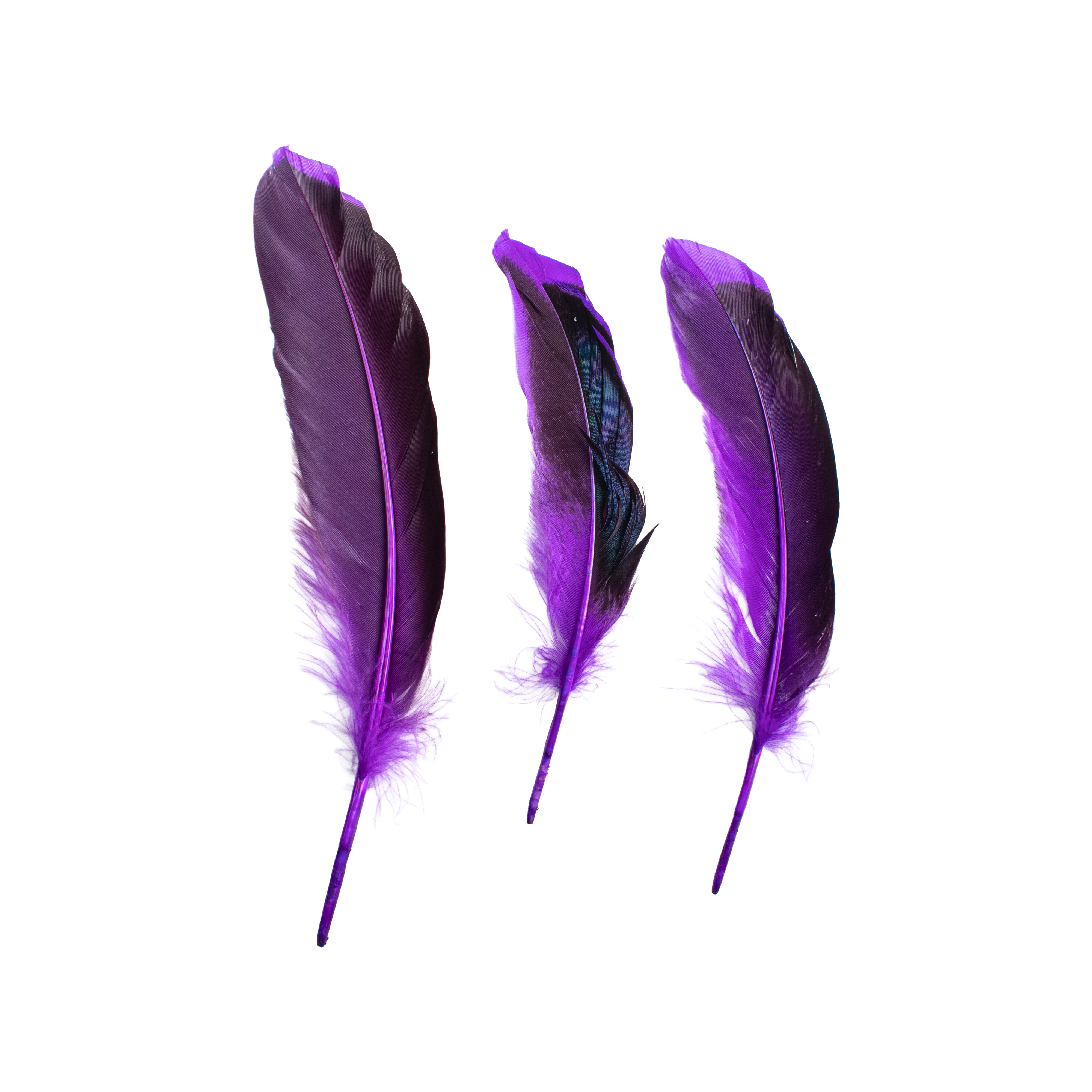 Duck Feathers Rainbow Black 10 to 15cm 20pc