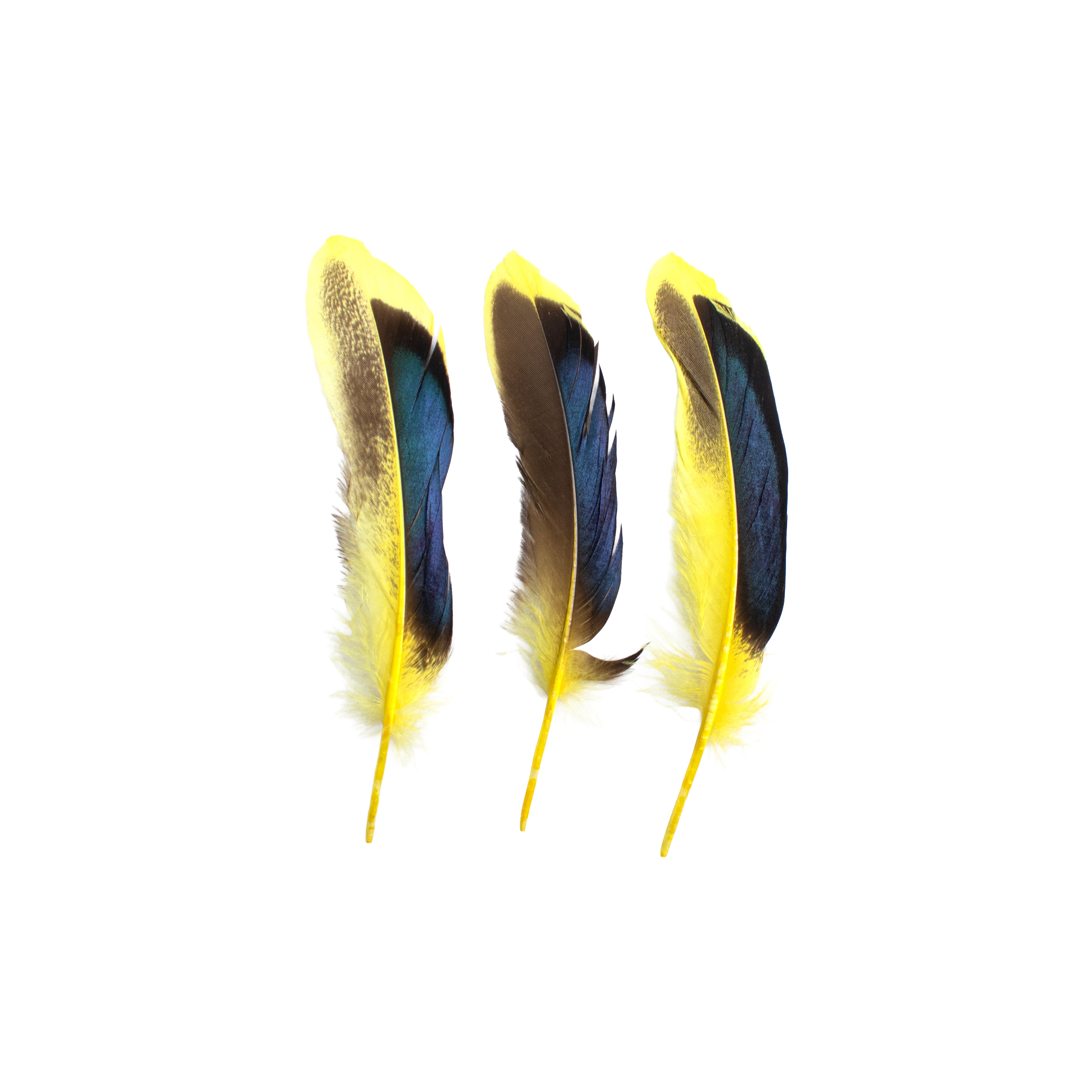 Duck Feathers Rainbow Black 10 to 15cm 20pc