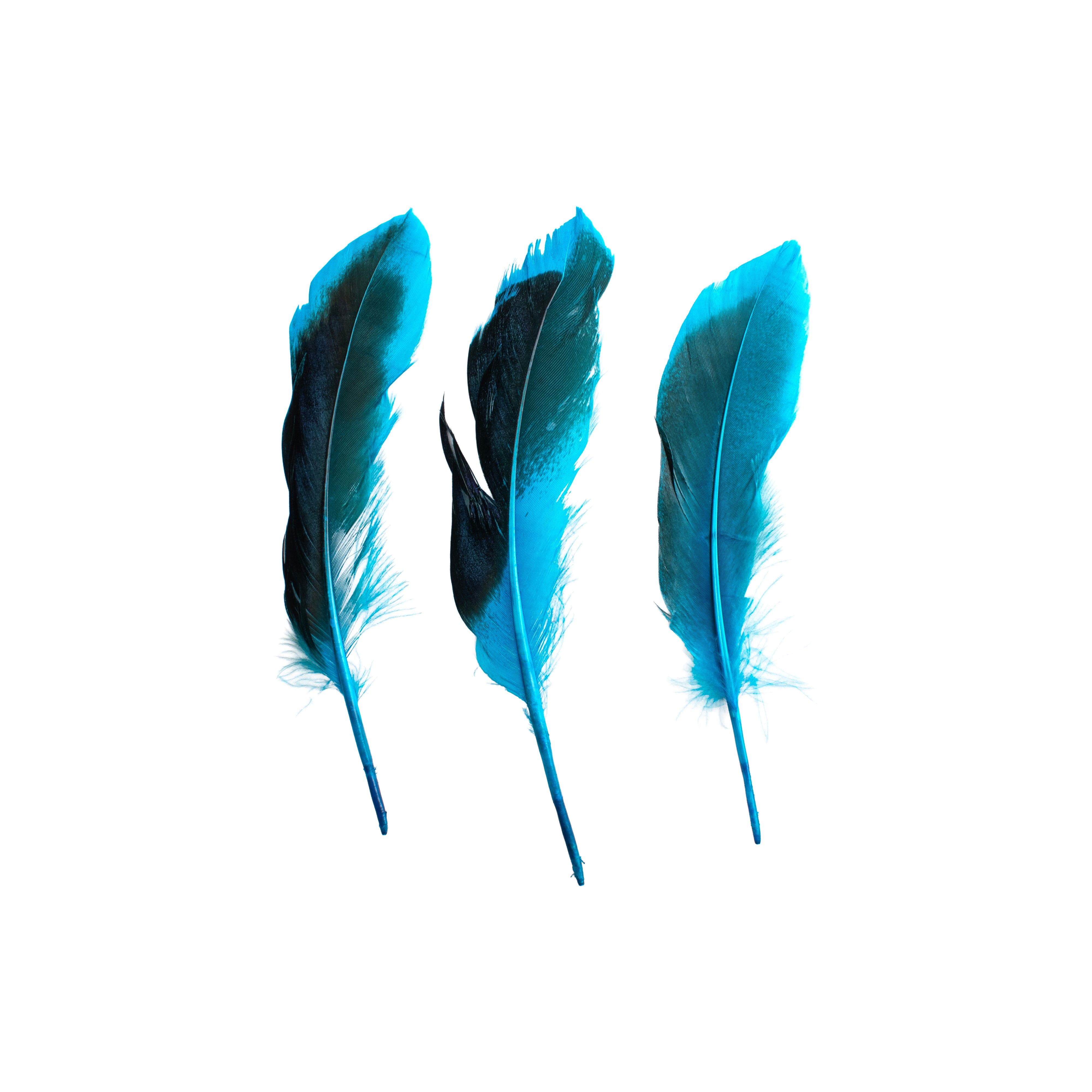 Duck Feathers Rainbow Black 10 to 15cm 20pc