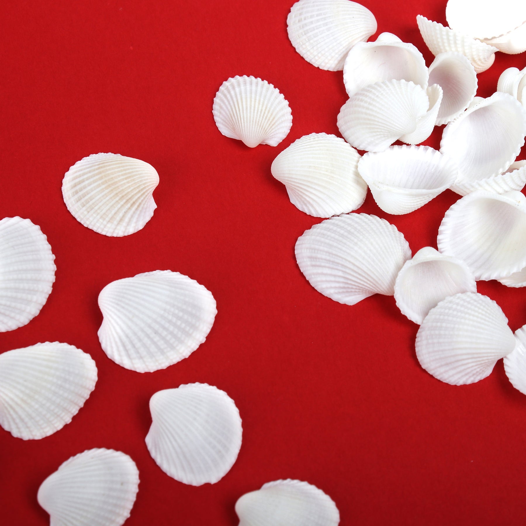 Many Ribbed Ark Shell Seashell Ribbed Ark White 100gm Net pouch – Itsy Bitsy