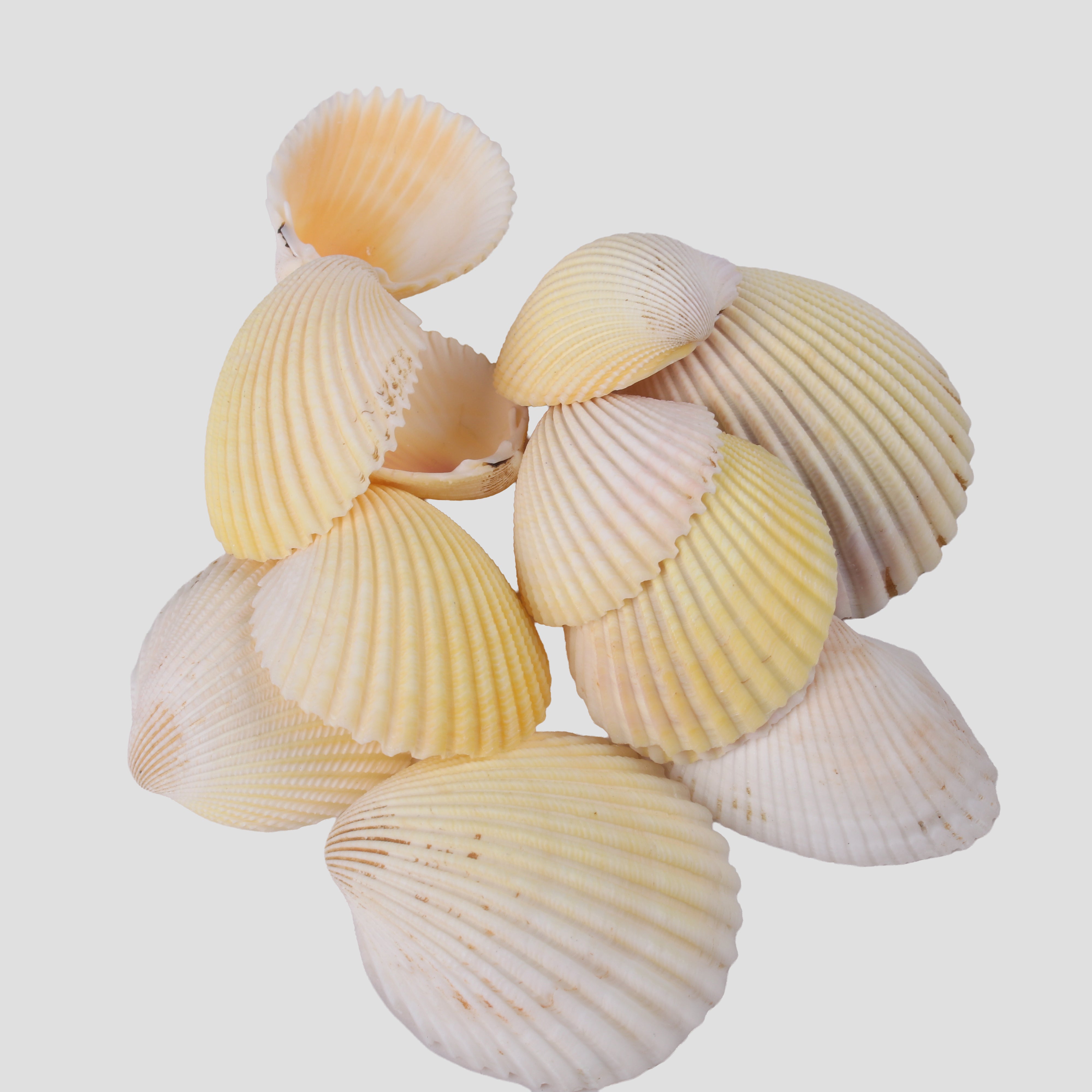 Seashell Ribbed Ark Natural Brown 100gm Net pouch