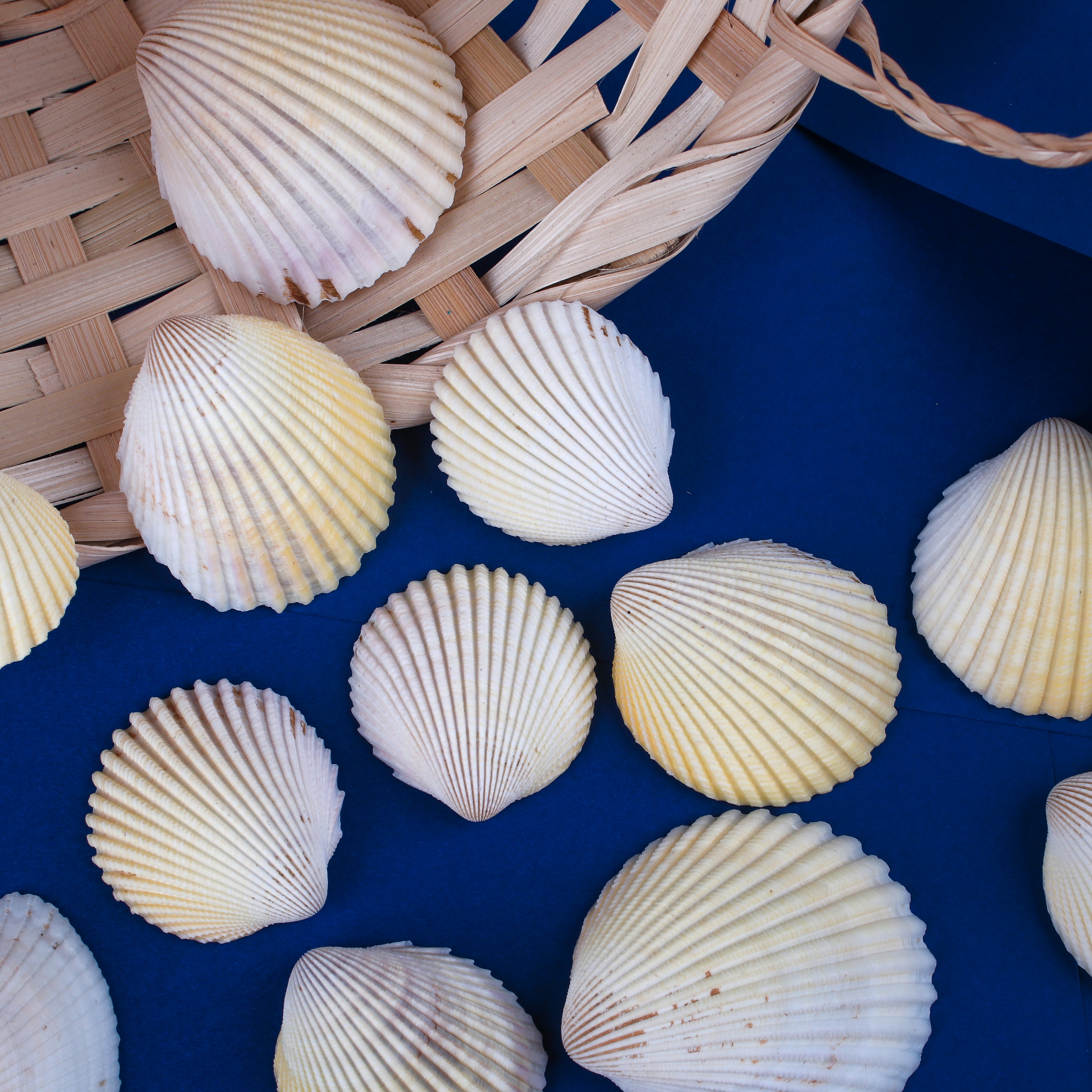 Seashell Ribbed Ark Natural Brown 100gm Net pouch