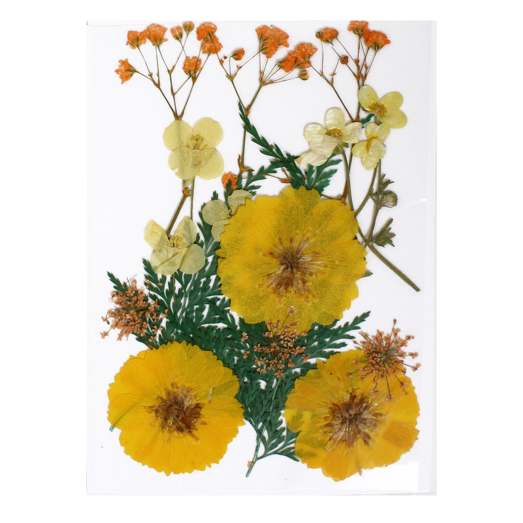 Assorted Natural Dried Pressed Flowers Sunny Blooms 18Pc Pouch Ib