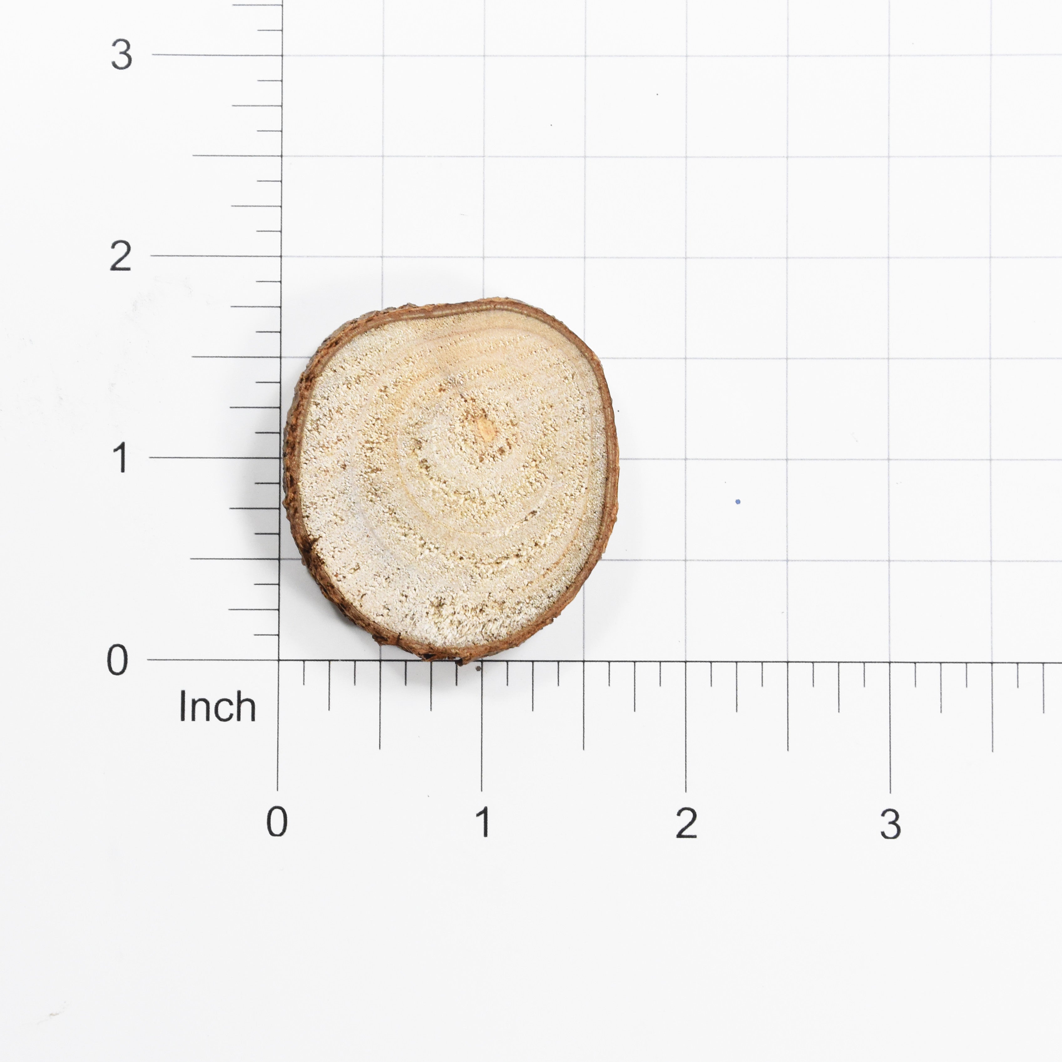 Wooden Slice - 1.5  Approx, 5Pc