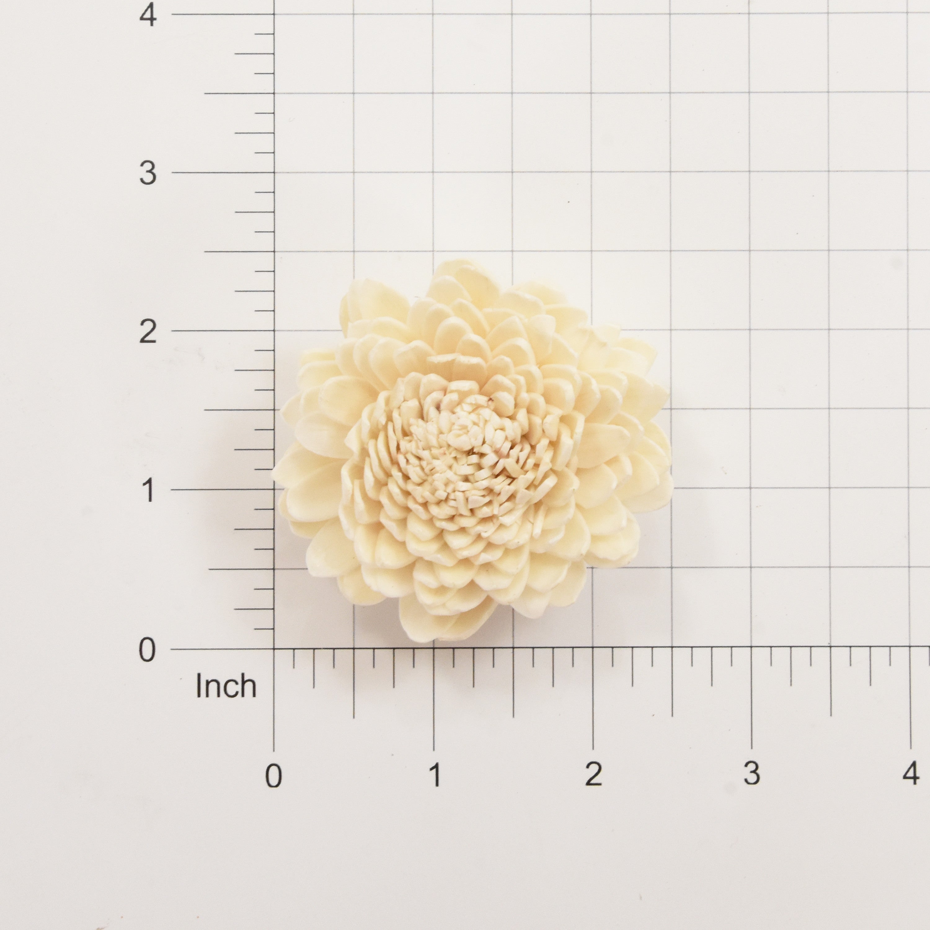 Sola Flower- Chrysanthemum, 2Pc